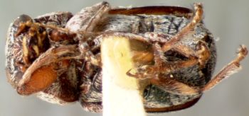 Media type: image; Entomology 8655   Aspect: habitus ventral view
